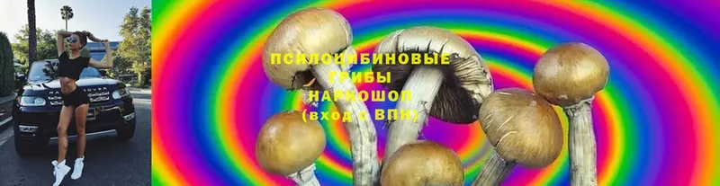 Псилоцибиновые грибы Psilocybe  Кушва 